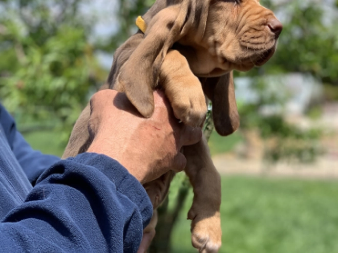 Perros Sabueso de San Huberto en venta