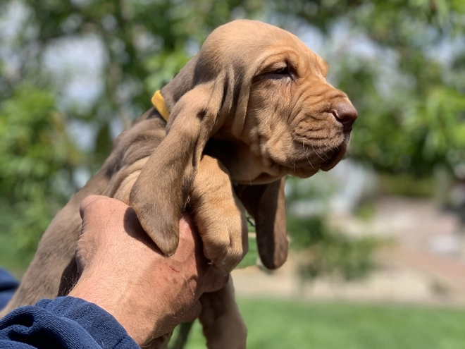 Perros Sabueso de San Huberto en venta