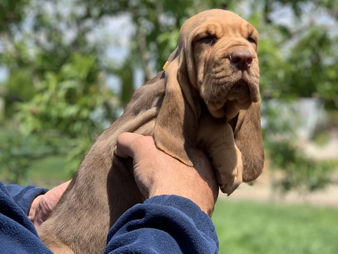 Perros Sabueso de San Huberto en venta