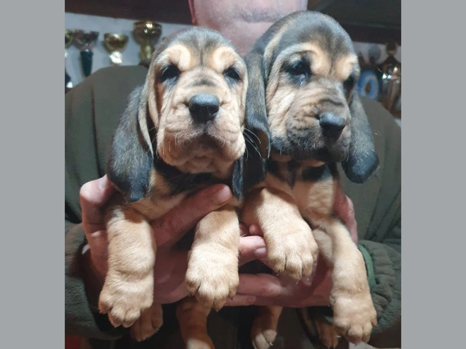Bloodhound puppy for sale
