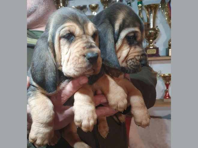 Bloodhound puppy for sale