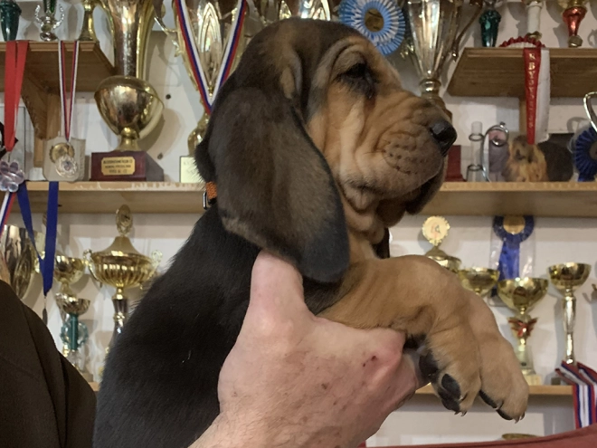 Bloodhound puppy for sale