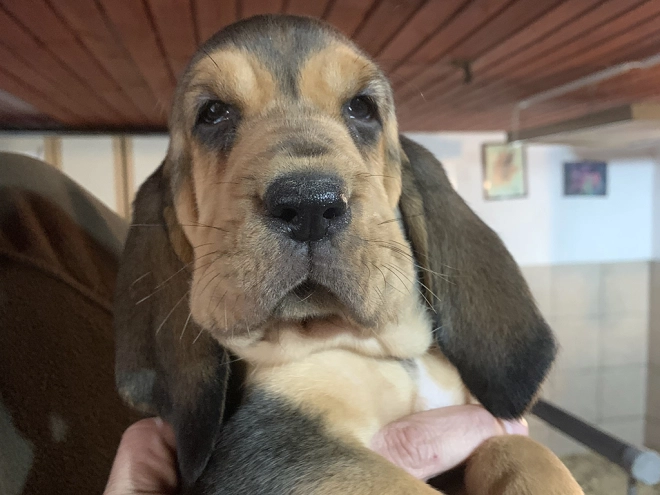 Bloodhound puppy for sale