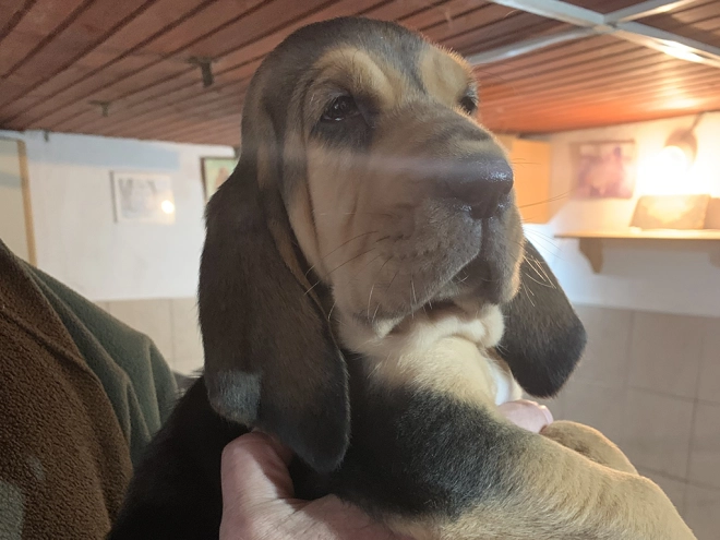 Bloodhound puppy for sale