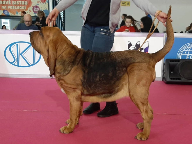 Perros Sabueso de San Huberto en venta
