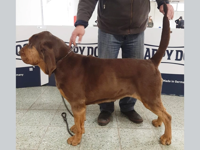 Bloodhound puppy for sale
