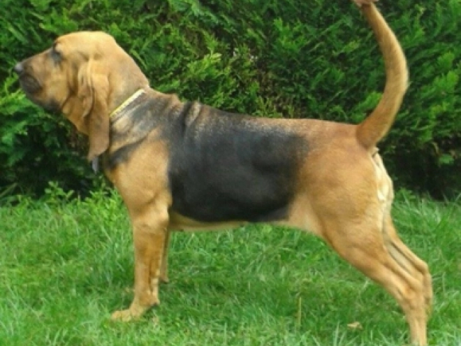 Bloodhound puppy for sale
