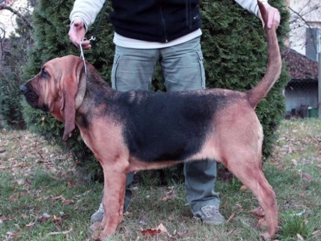 Bloodhound puppy for sale