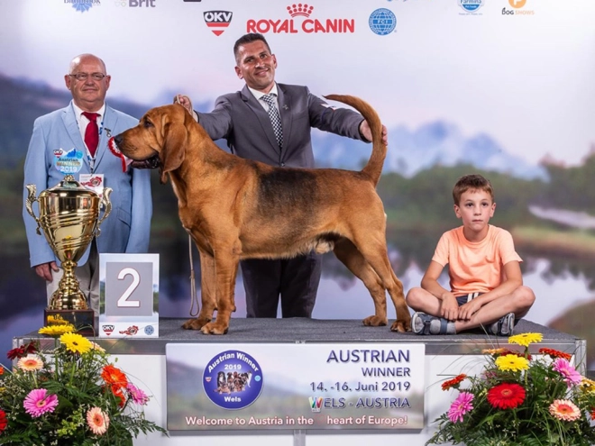 Perros Sabueso de San Huberto en venta