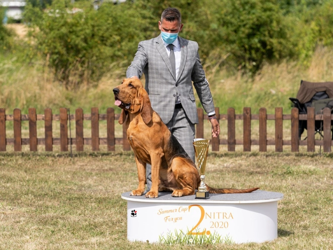 Bloodhound puppy for sale