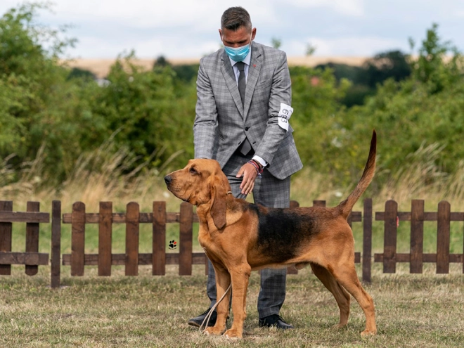 Bloodhound puppy for sale