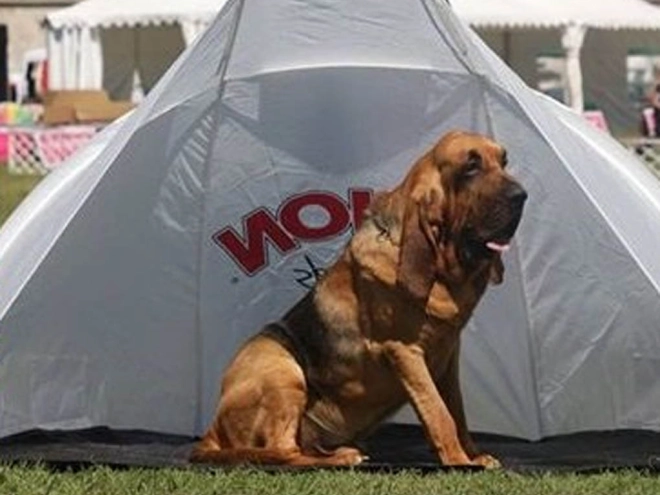 Bloodhound puppy for sale
