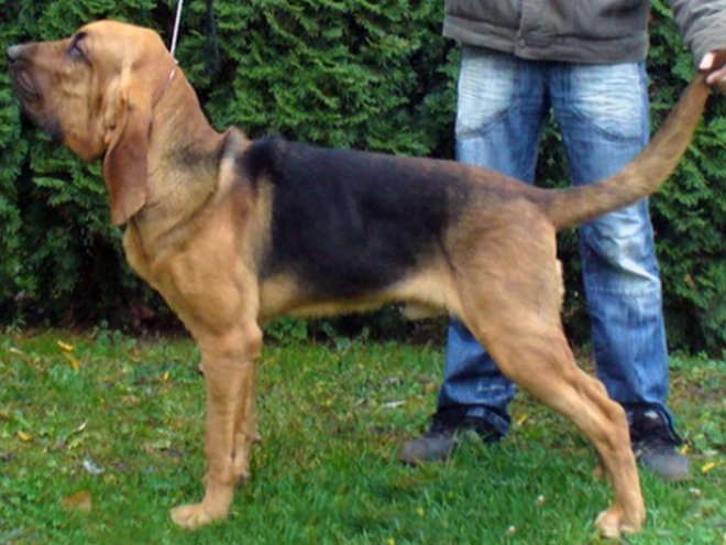 Bloodhound puppy for sale