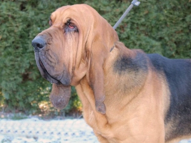 Bloodhound puppy for sale