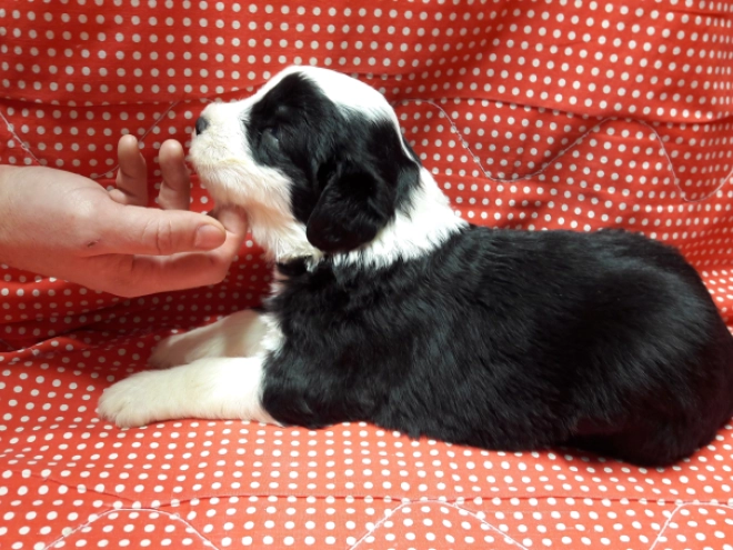 Bobtail puppy for sale