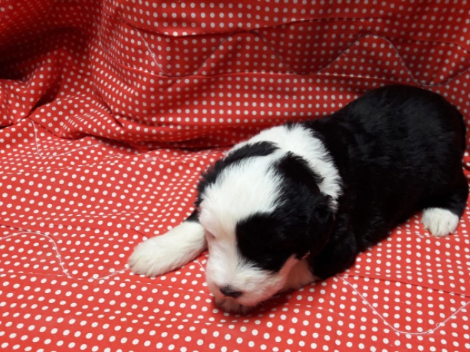 Bobtail puppy for sale