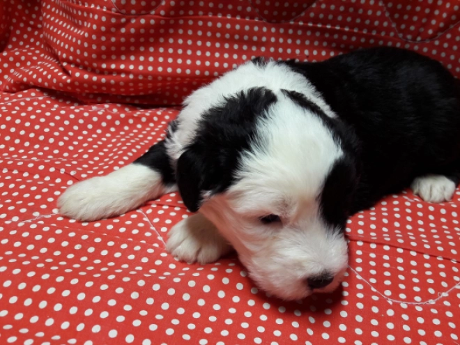 Bobtail puppy for sale