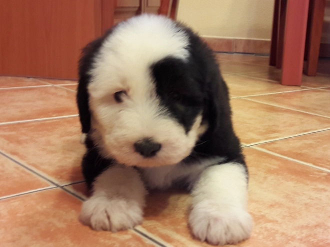 Bobtail puppy for sale