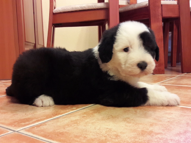 Bobtail puppy for sale