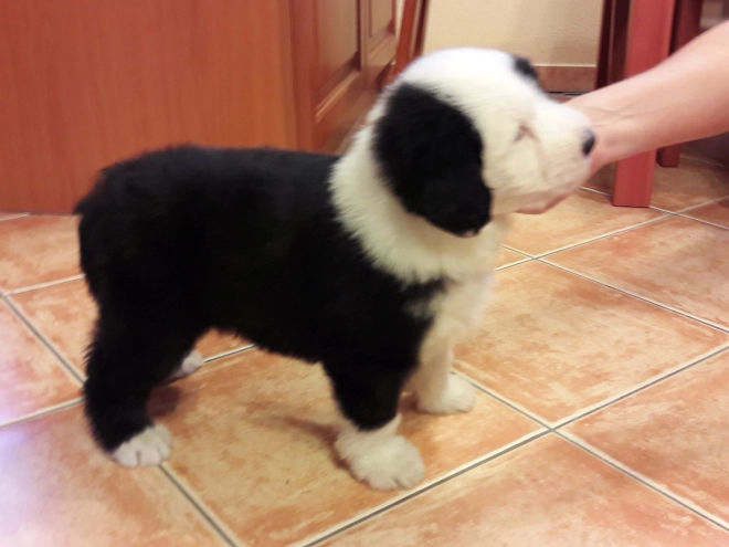 Bobtail puppy for sale