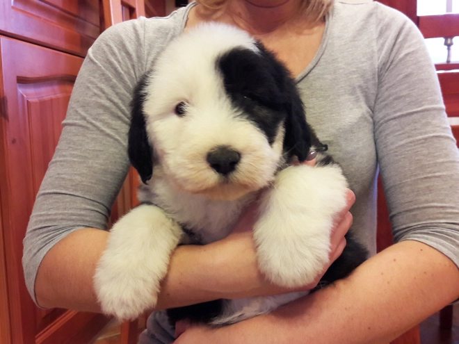 Bobtail puppy for sale