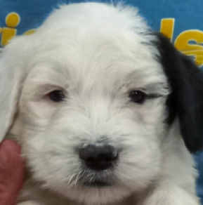 Perros Bobtail en venta