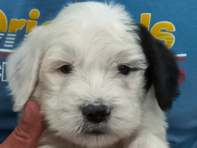 Bobtail puppy for sale