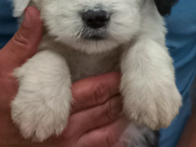 Bobtail puppy for sale