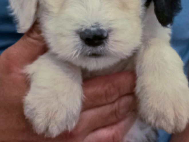 Bobtail puppy for sale