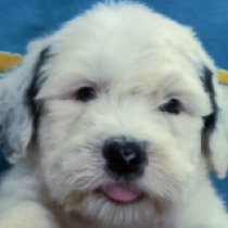 Digby, silver and white Bobtail for sale