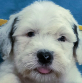 Perros Bobtail en venta