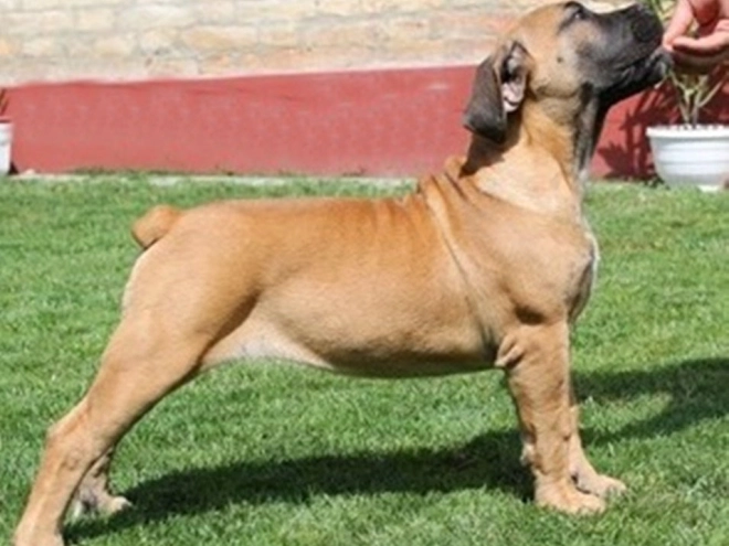 Boerboel puppy for sale