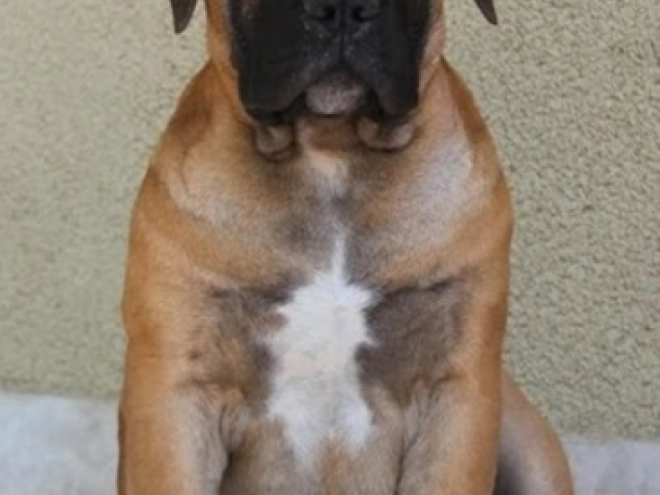 Boerboel puppy for sale