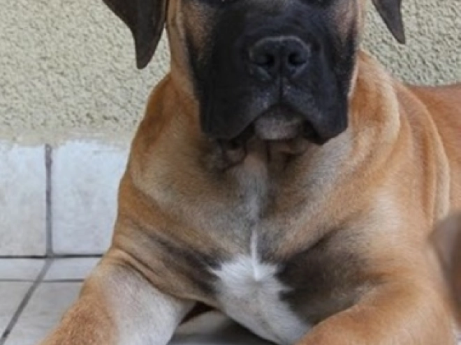 Boerboel puppy for sale