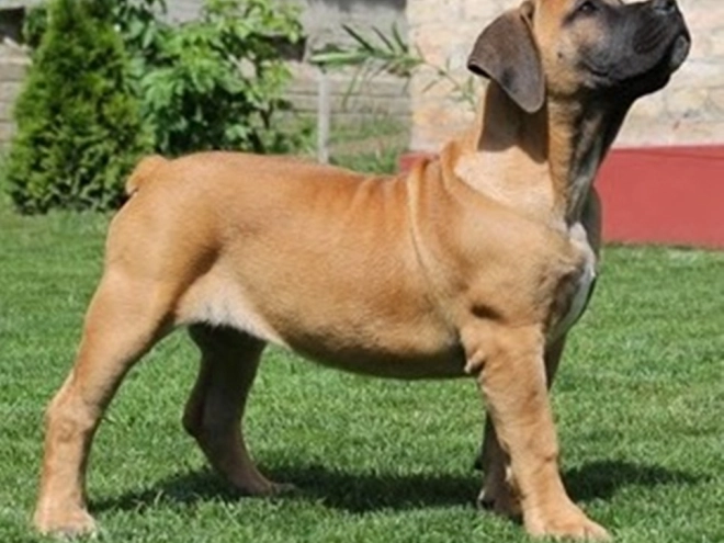 Boerboel puppy for sale