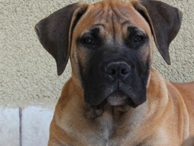Boerboel puppy for sale