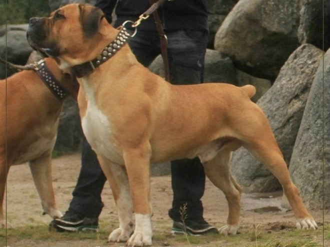 Boerboel puppy for sale