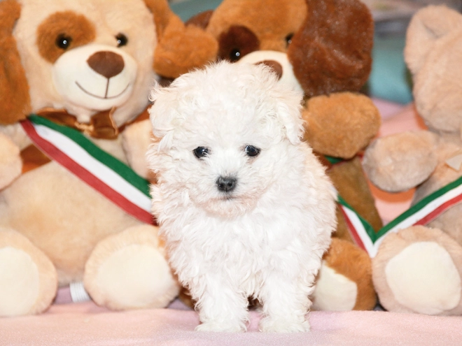 Bolognese puppy for sale