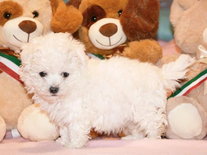 Bolognese puppy for sale