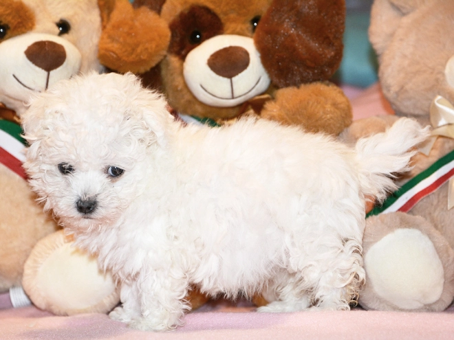 Bolognese puppy for sale