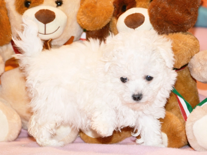 Bolognese puppy for sale