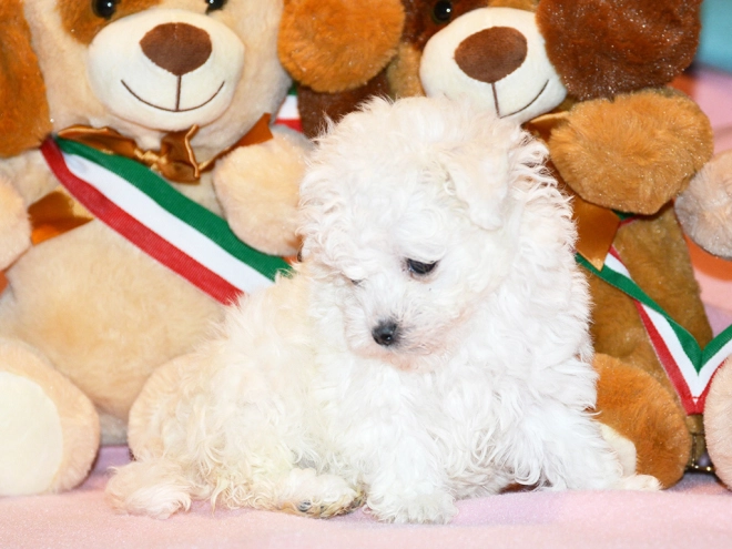 Bolognese puppy for sale