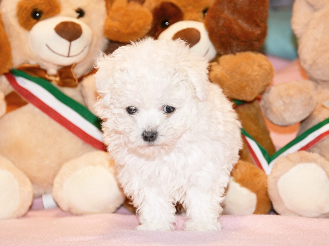 Bolognese puppy for sale