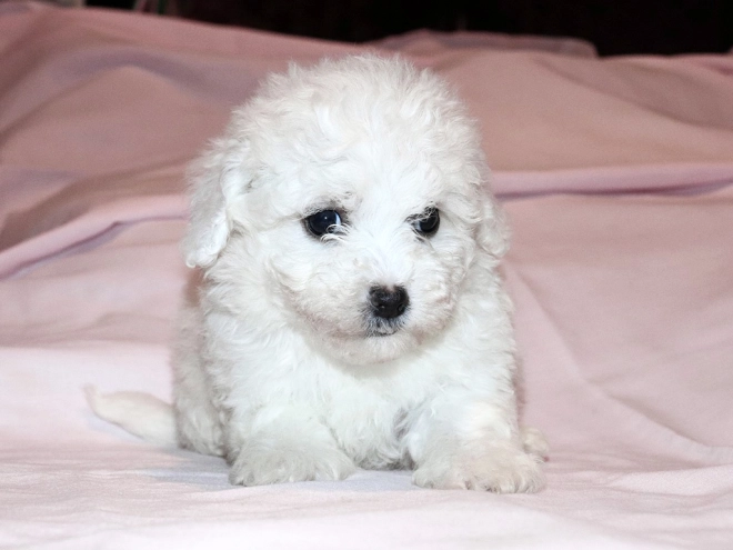 Bolognese puppy for sale