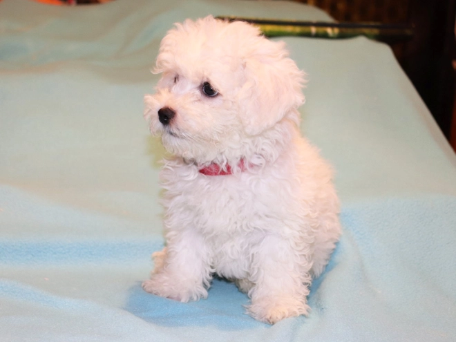 Bolognese puppy for sale