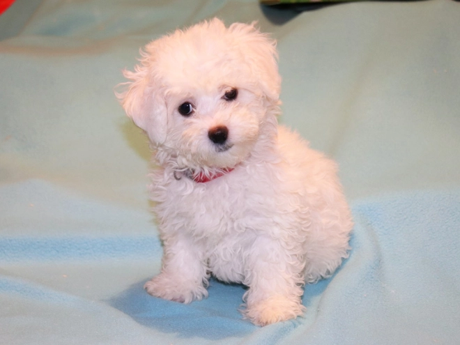 Bolognese puppy for sale