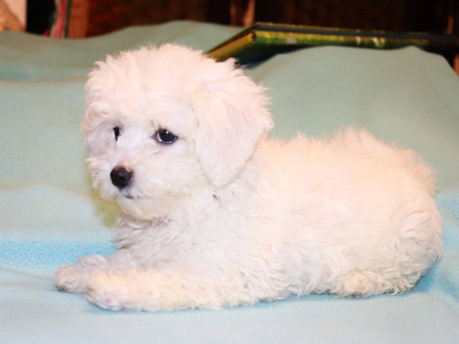 Bolognese puppy for sale