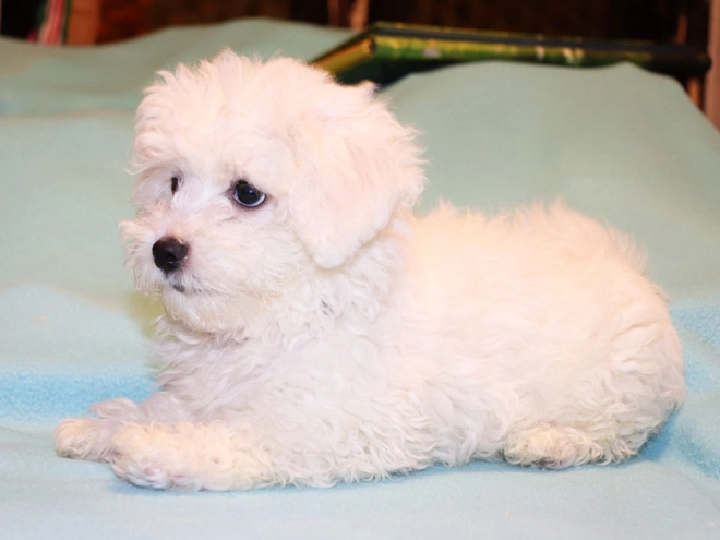 Bolognese puppy for sale
