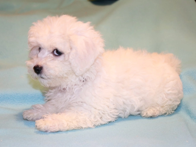 Bolognese puppy for sale