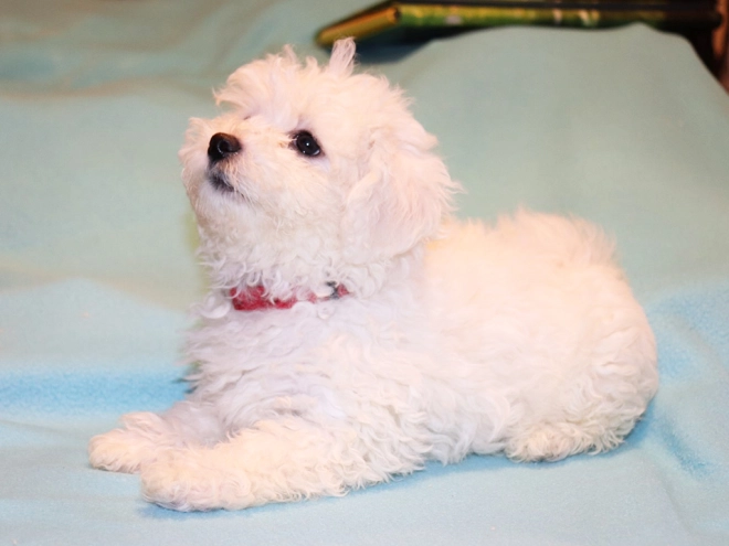 Bolognese puppy for sale